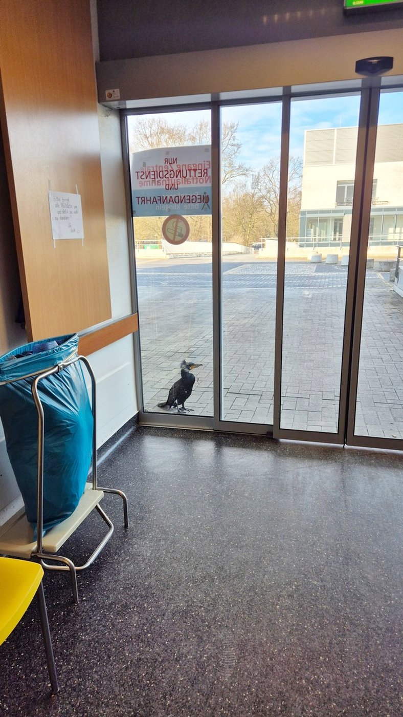 Injured seabird desperately pecks at hospital door for help | iNFOnews.ca Injured seabird desperately pecks at hospital door for help | iNFOnews.ca