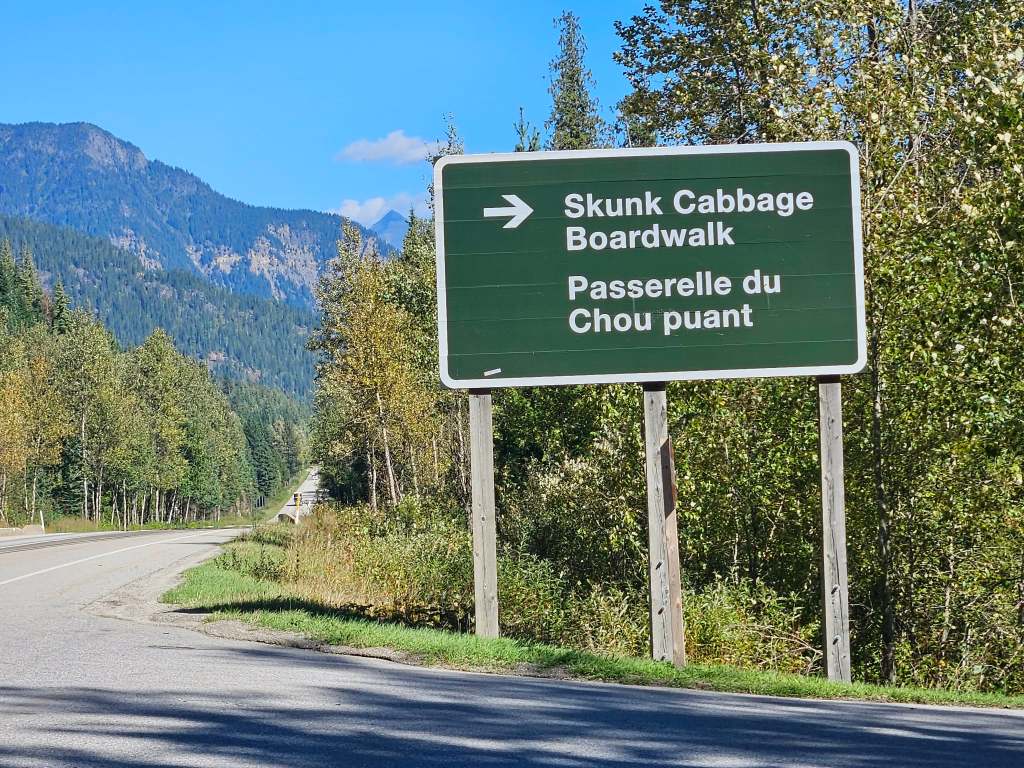 iN VIDEO: Skunk Cabbage Boardwalk near Revelstoke worth a stop | iNFOnews.ca