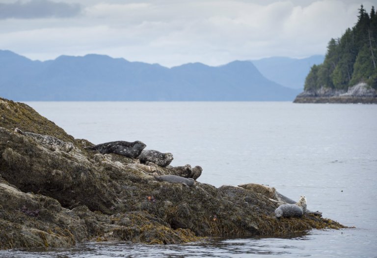 Heavy rainfall warning for B.C.'s north coast with up to 200 millimetres expected | iNFOnews.ca