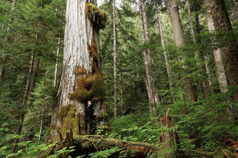 Why was 'incredible' giant cedar cut down, despite B.C.'s big-tree protection law? | iNFOnews.ca