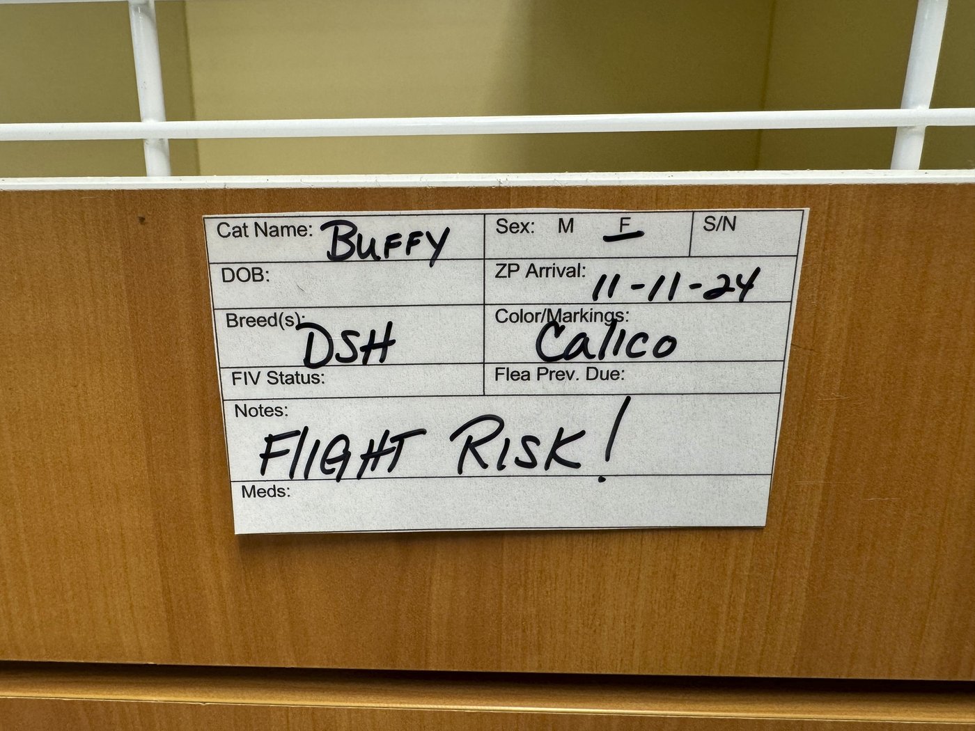 A fugitive gains fame in New Orleans eluding dart guns and nets | iNFOnews.ca