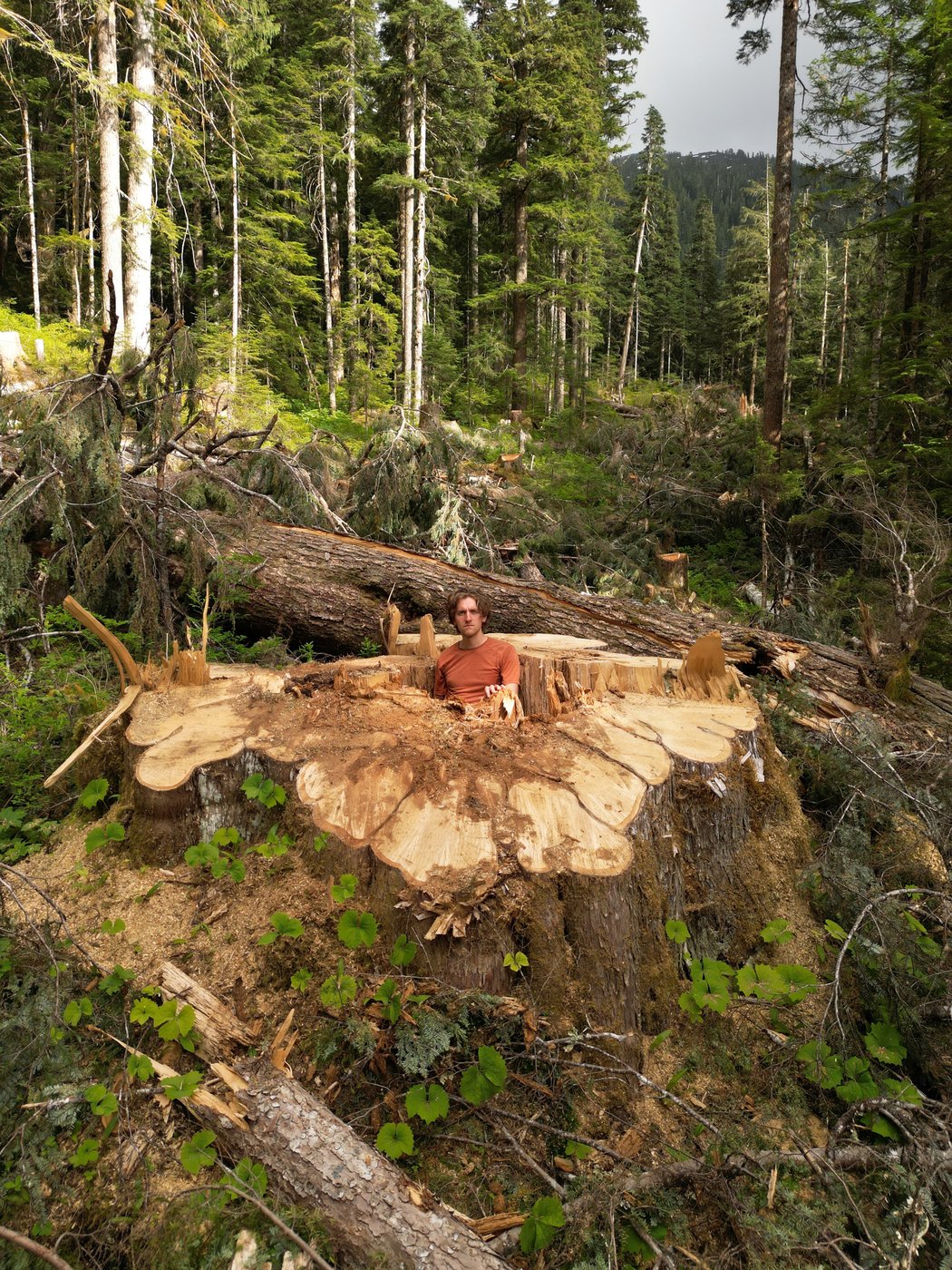 Why was 'incredible' giant cedar cut down, despite B.C.'s big-tree protection law? | iNFOnews.ca Why was 'incredible' giant cedar cut down, despite B.C.'s big-tree protection law? | iNFOnews.ca