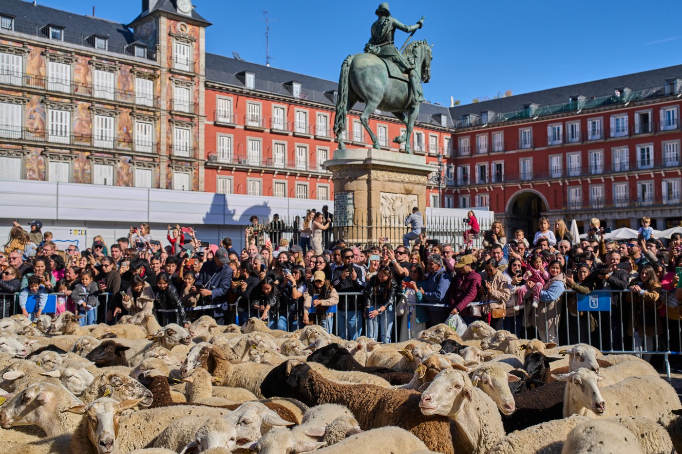 Madrid festival reroutes thousands of sheep to avoid housing protest camp | iNFOnews.ca