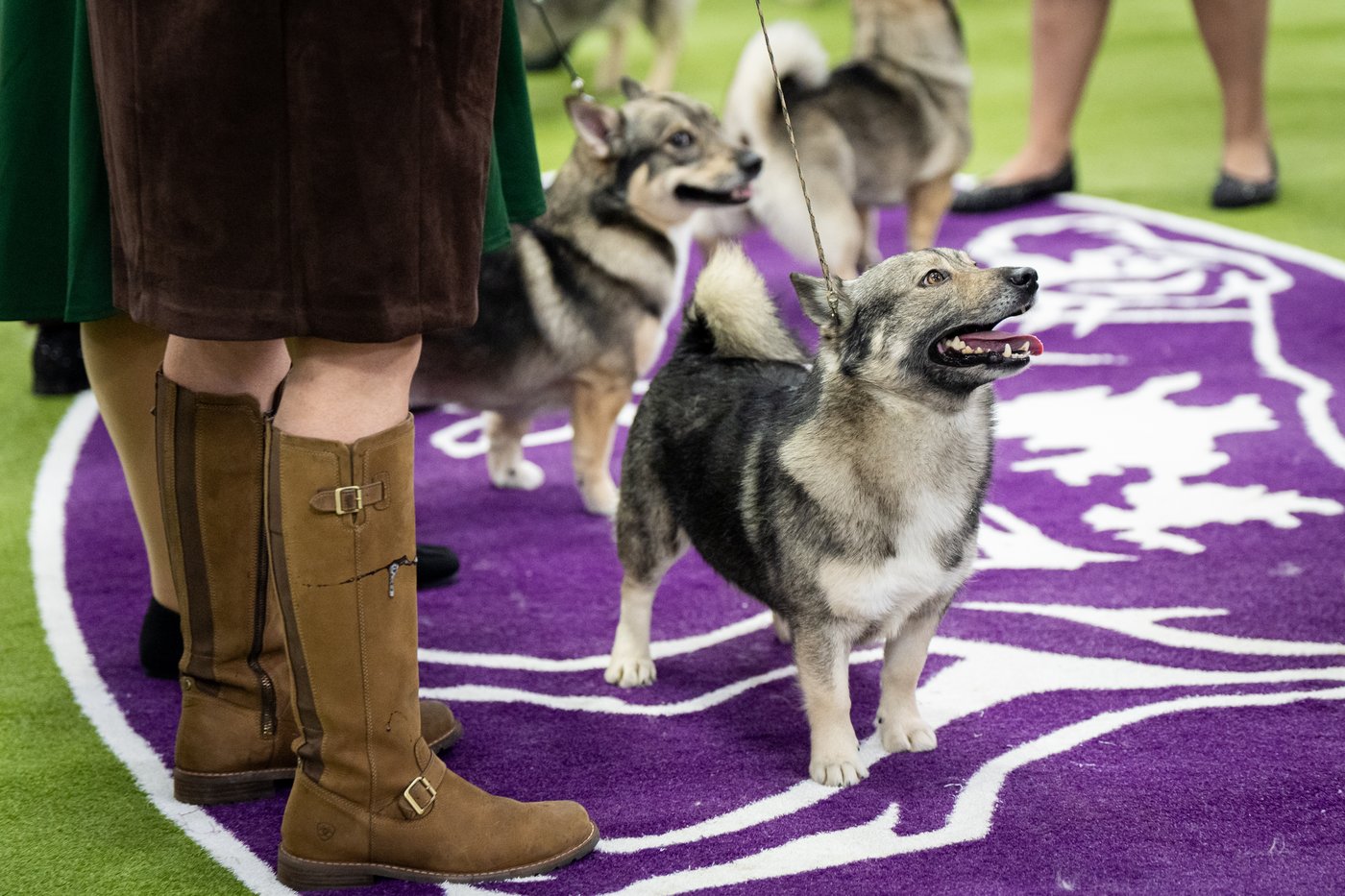 Photo Gallery: The Westminster dog show | iNFOnews.ca