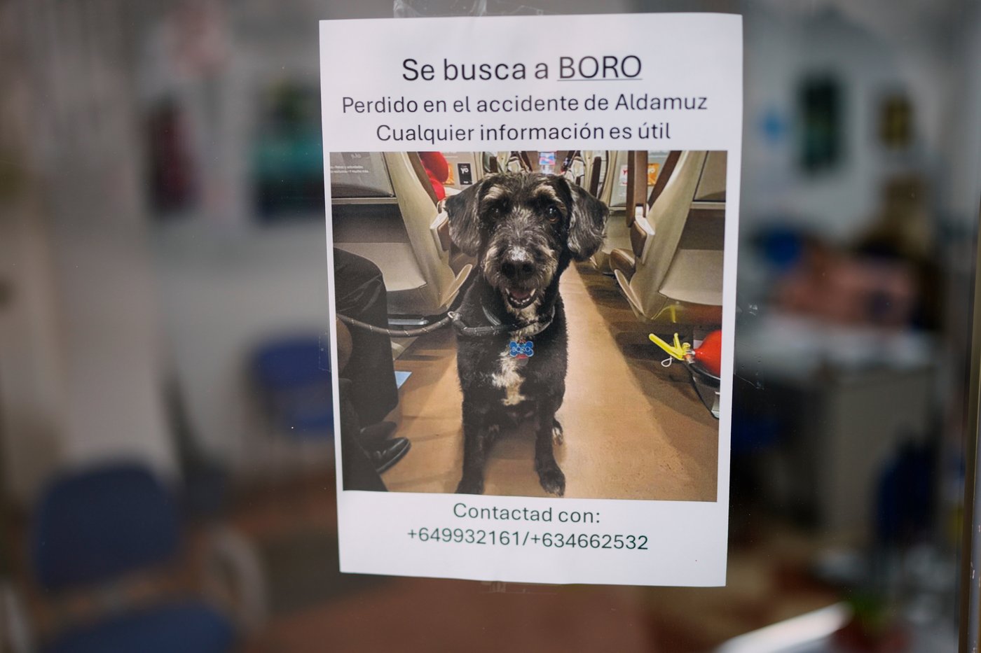 Survivor of Spain's train crash pleads for help finding her dog Boro, and social media users rally | iNFOnews.ca Survivor of Spain's train crash pleads for help finding her dog Boro, and social media users rally | iNFOnews.ca