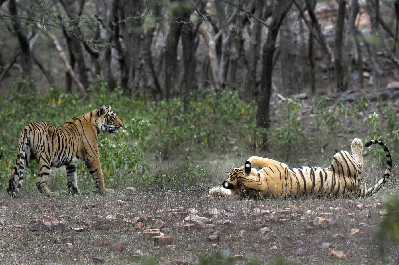 Study finds India doubled its tiger population in a decade and credits conservation efforts | iNFOnews.ca
