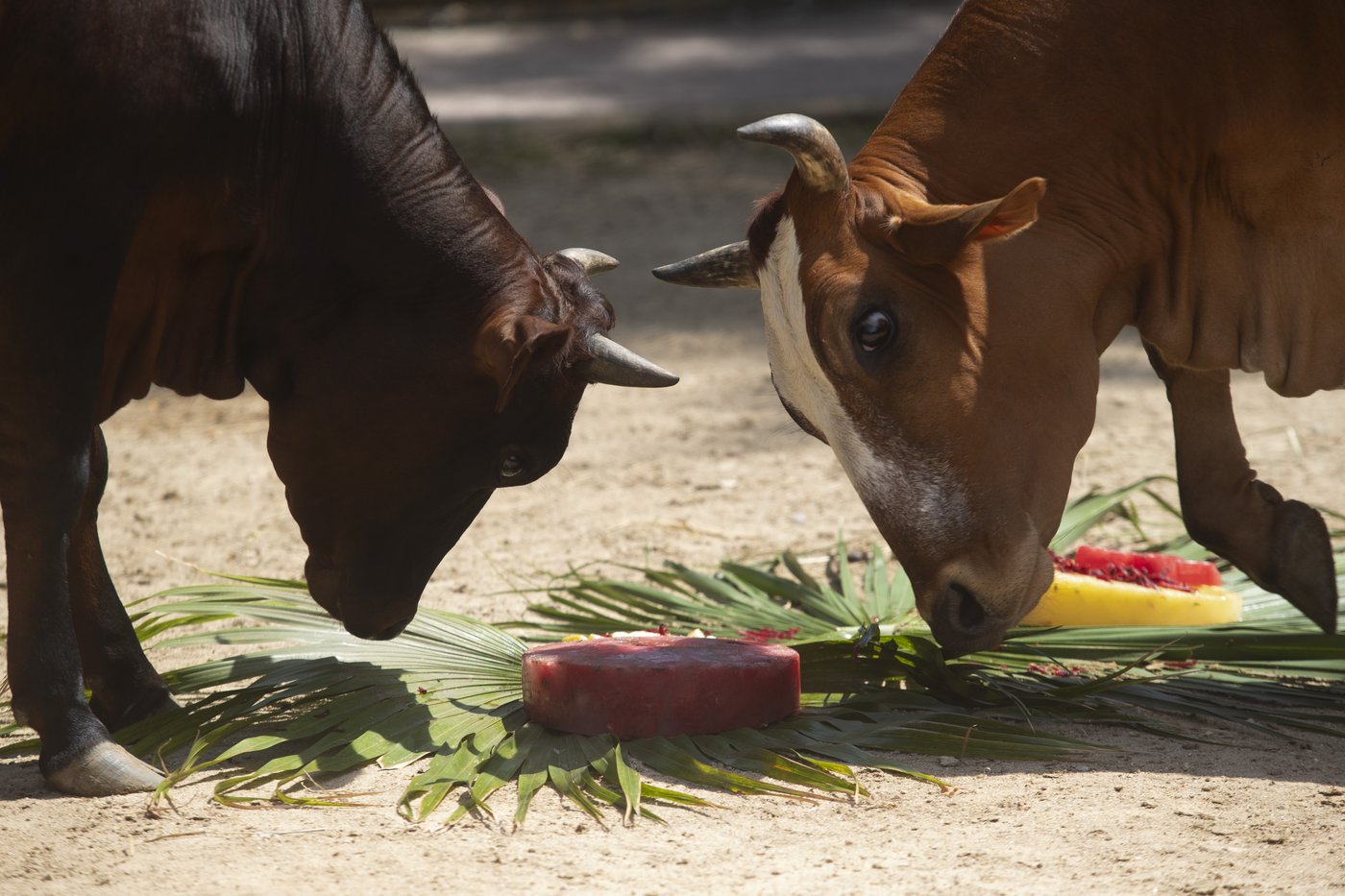 Rio's thirsty zoo animals get icy treats to cool down in Brazil’s stifling summer heat | iNFOnews.ca