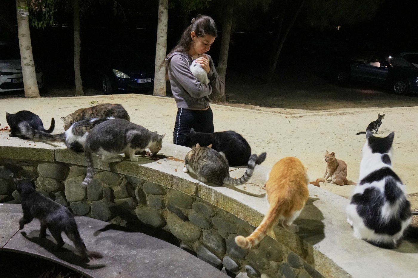 An estimated 1 million cats prowl the streets of Cyprus as officials scramble to check their numbers | iNFOnews.ca An estimated 1 million cats prowl the streets of Cyprus as officials scramble to check their numbers | iNFOnews.ca