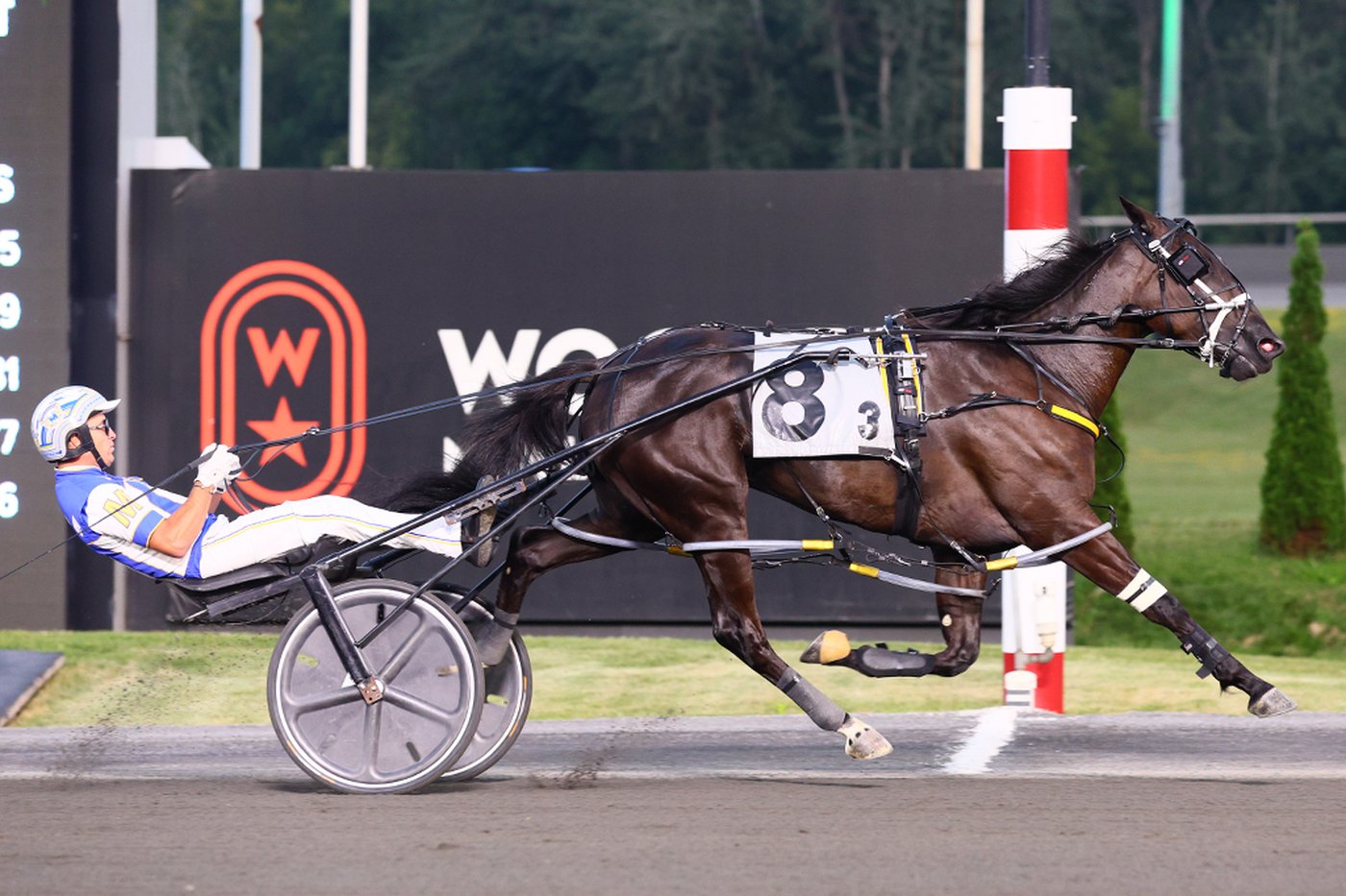Chantilly a big winner at harness racing's O'Brien Awards | iNFOnews.ca