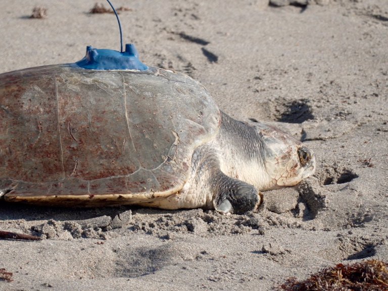 A 3-limbed Kemp's ridley sea turtle is now being tracked at sea by satellite | iNFOnews.ca