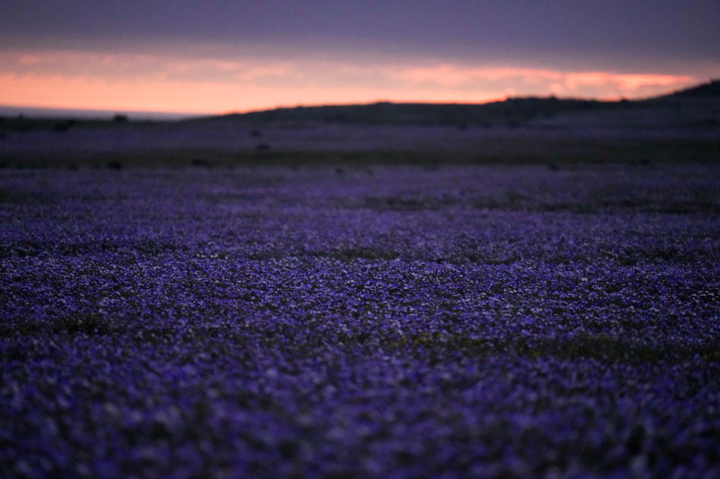 Earth’s driest desert is covered in wildflowers right now | iNFOnews.ca Earth’s driest desert is covered in wildflowers right now | iNFOnews.ca