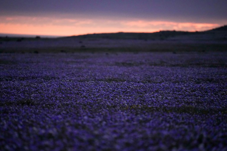 It's spring in the Southern Hemisphere and even Chile's Atacama Desert is blossoming | iNFOnews.ca