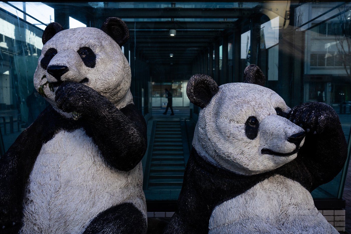 Photos shows Japan's love of pandas as twins Xiao Xiao and Lei Lei return to China | iNFOnews.ca