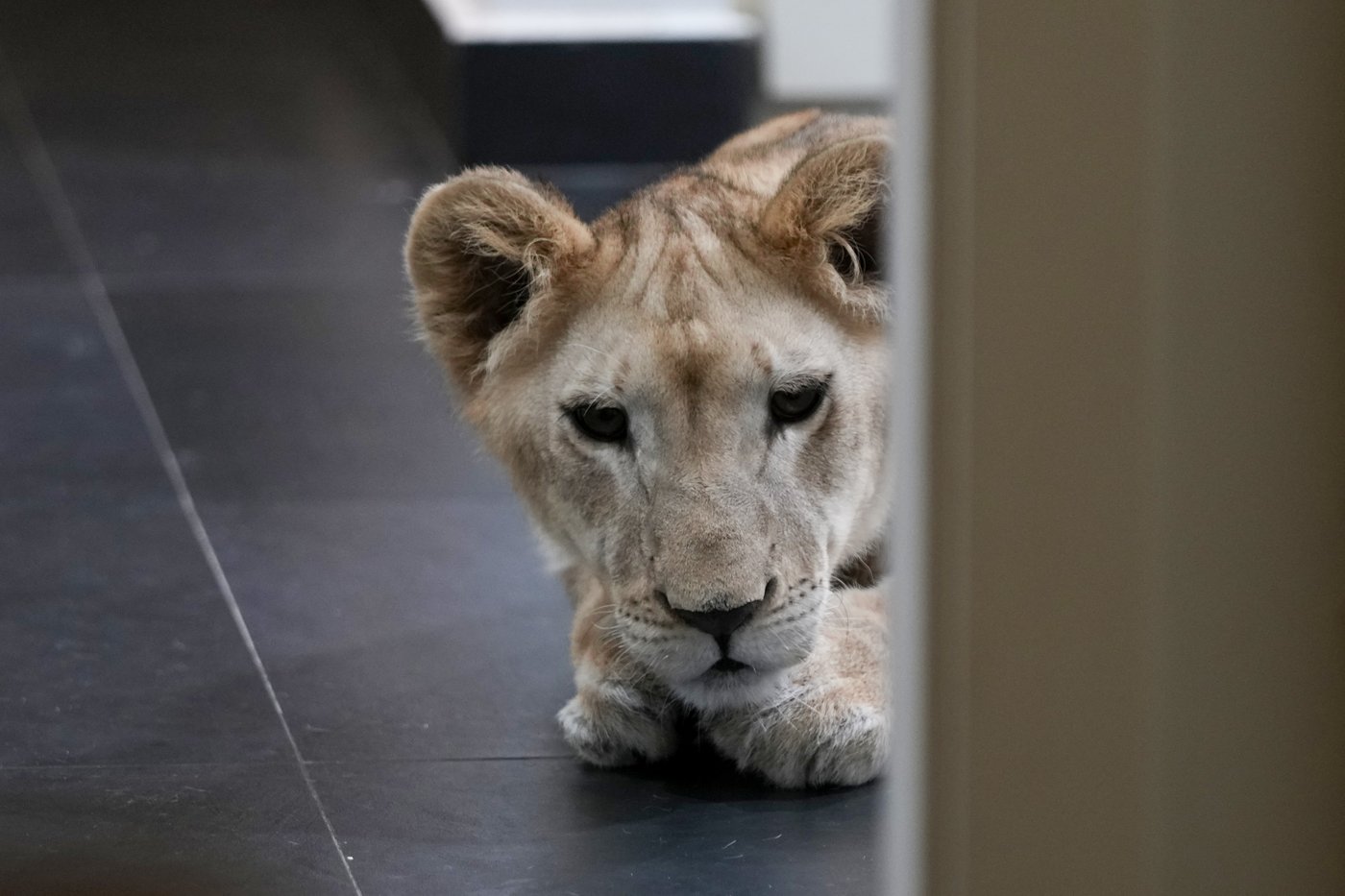A lion cub evacuated from Lebanon to a South African sanctuary escapes airstrikes and abuse | iNFOnews.ca A lion cub evacuated from Lebanon to a South African sanctuary escapes airstrikes and abuse | iNFOnews.ca