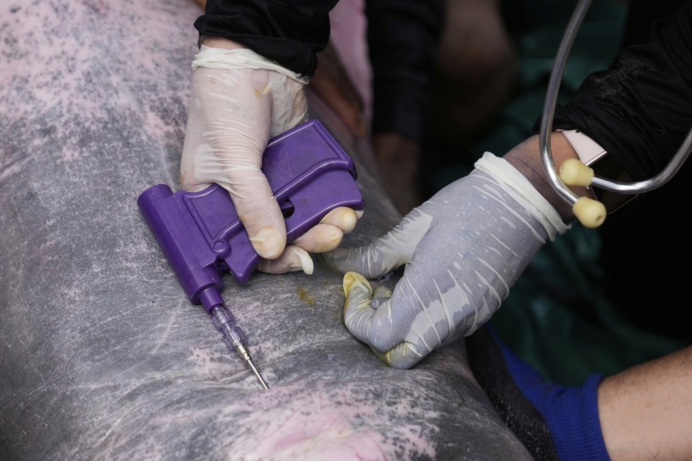 Endangered pink river dolphins face a rising mercury threat in the Amazon | iNFOnews.ca Endangered pink river dolphins face a rising mercury threat in the Amazon | iNFOnews.ca