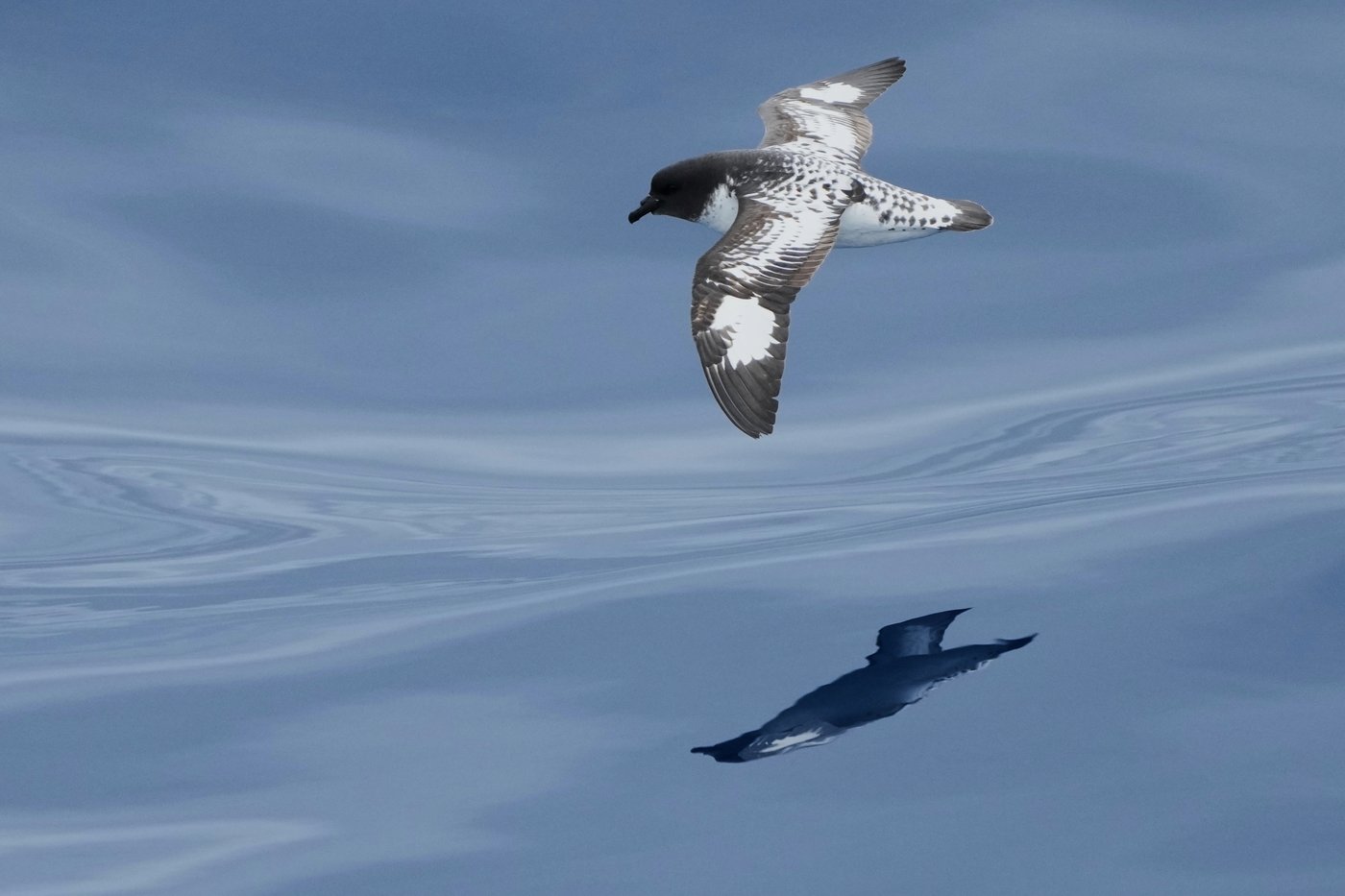 In Antarctica, photos show a remote area teeming with life amid growing risks from climate change | iNFOnews.ca