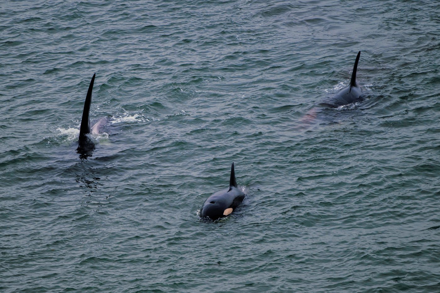 How Vancouver's urban orcas create connections and community among followers | iNFOnews.ca How Vancouver's urban orcas create connections and community among followers | iNFOnews.ca