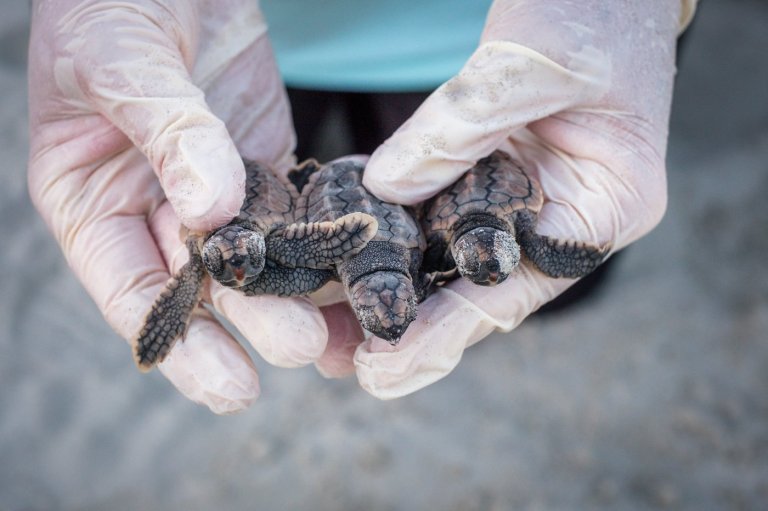 Peek inside Georgia’s record-setting sea turtle nesting season | iNFOnews.ca