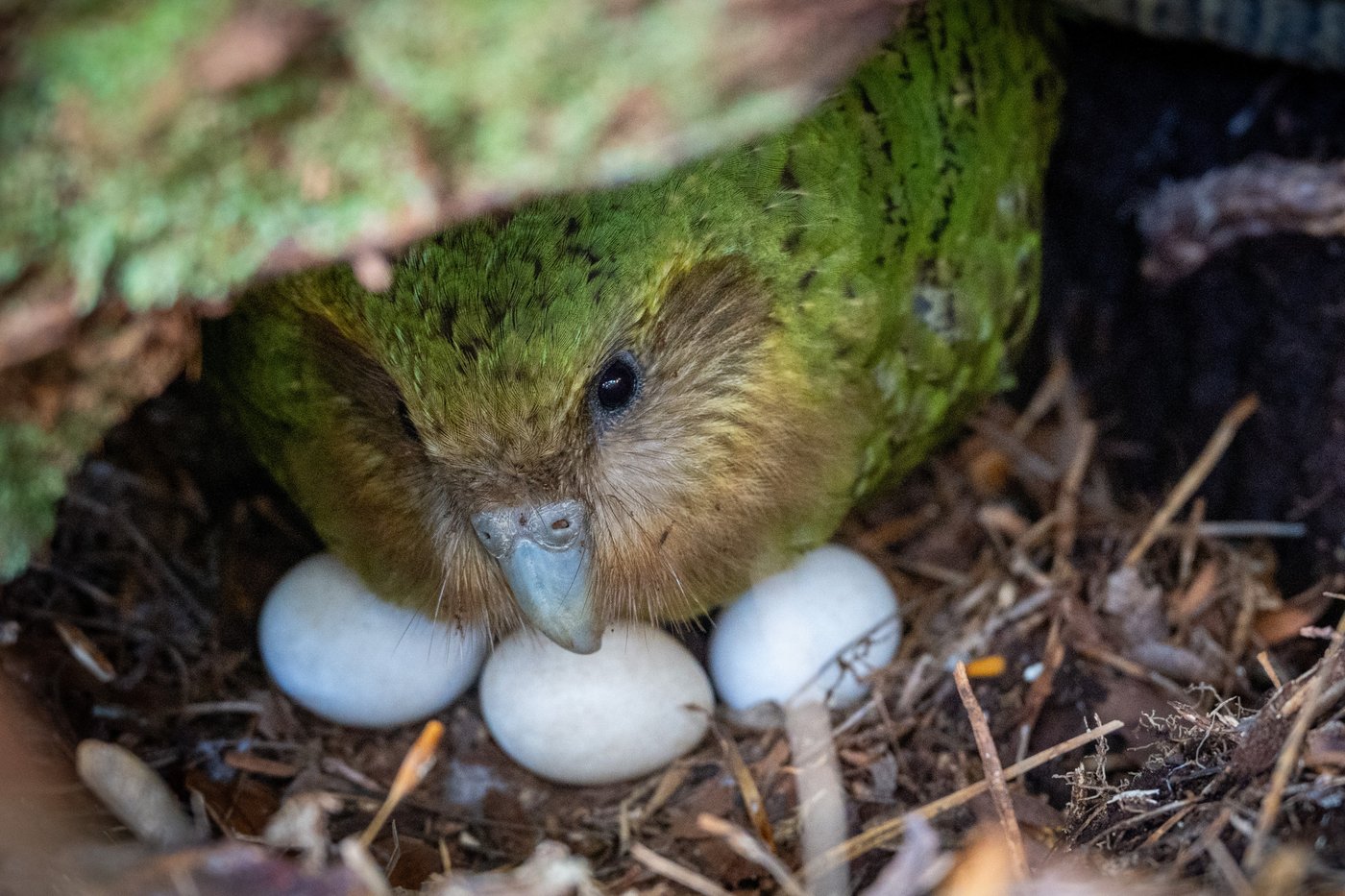 A bumper berry harvest has New Zealand's weird flightless parrot in a rare mood for romance | iNFOnews.ca
