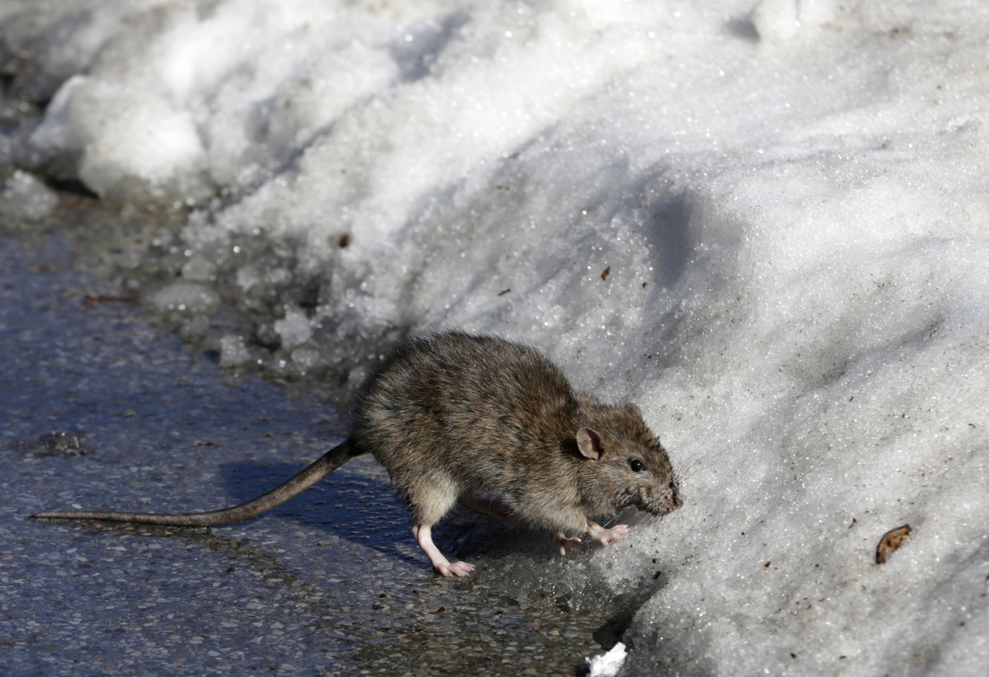 Rats! More rodents are infesting cities as scientists say warmer temperatures mean more rat babies | iNFOnews.ca