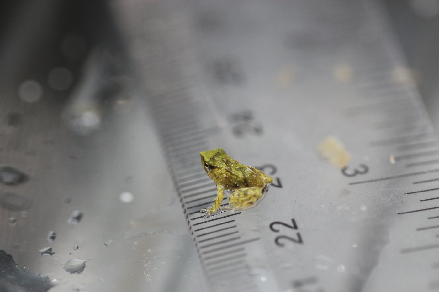 Scientists hope these tiny froglets can save their species | iNFOnews.ca