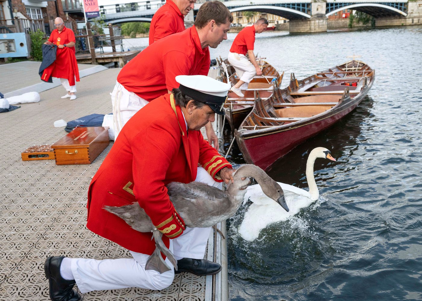 King Charles' annual swan census begins on the River Thames | iNFOnews.ca