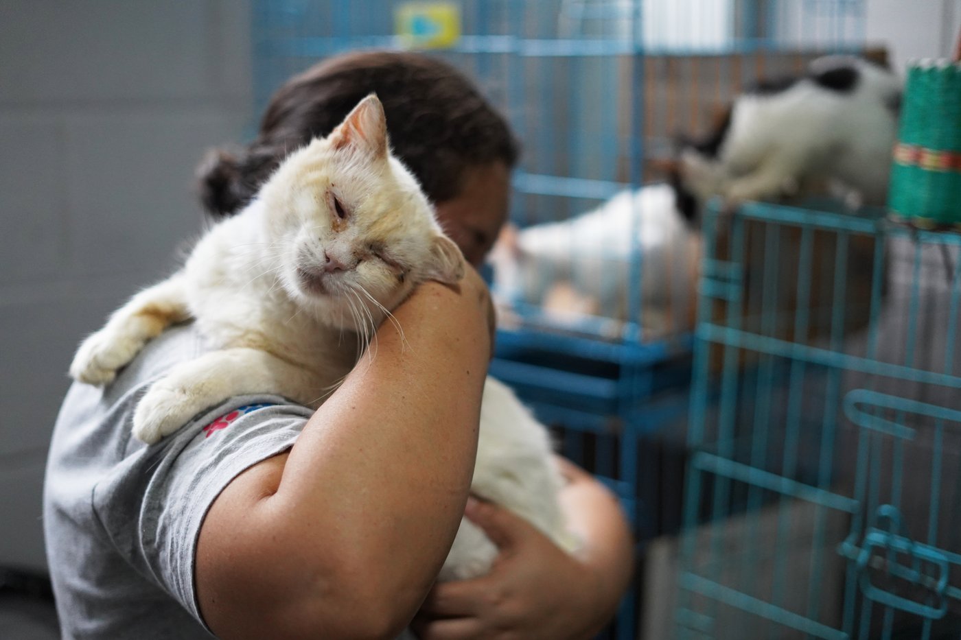 El Salvador's president seeks help in caring for country's thousands of stray dogs and cats | iNFOnews.ca El Salvador's president seeks help in caring for country's thousands of stray dogs and cats | iNFOnews.ca