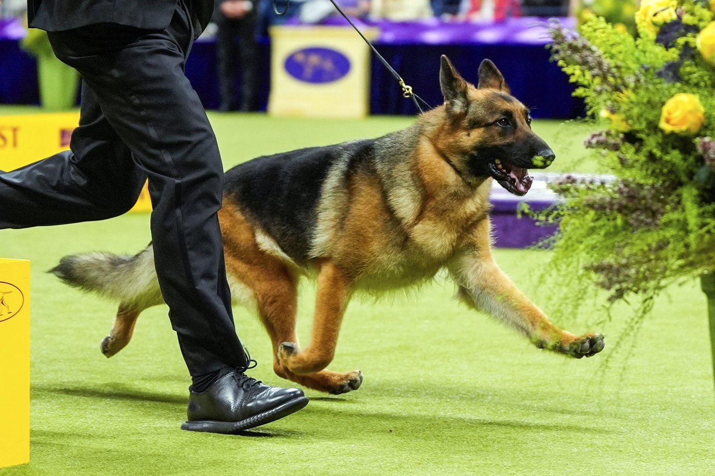 Dog Show 101: What's what at the Westminster Kennel Club | iNFOnews.ca