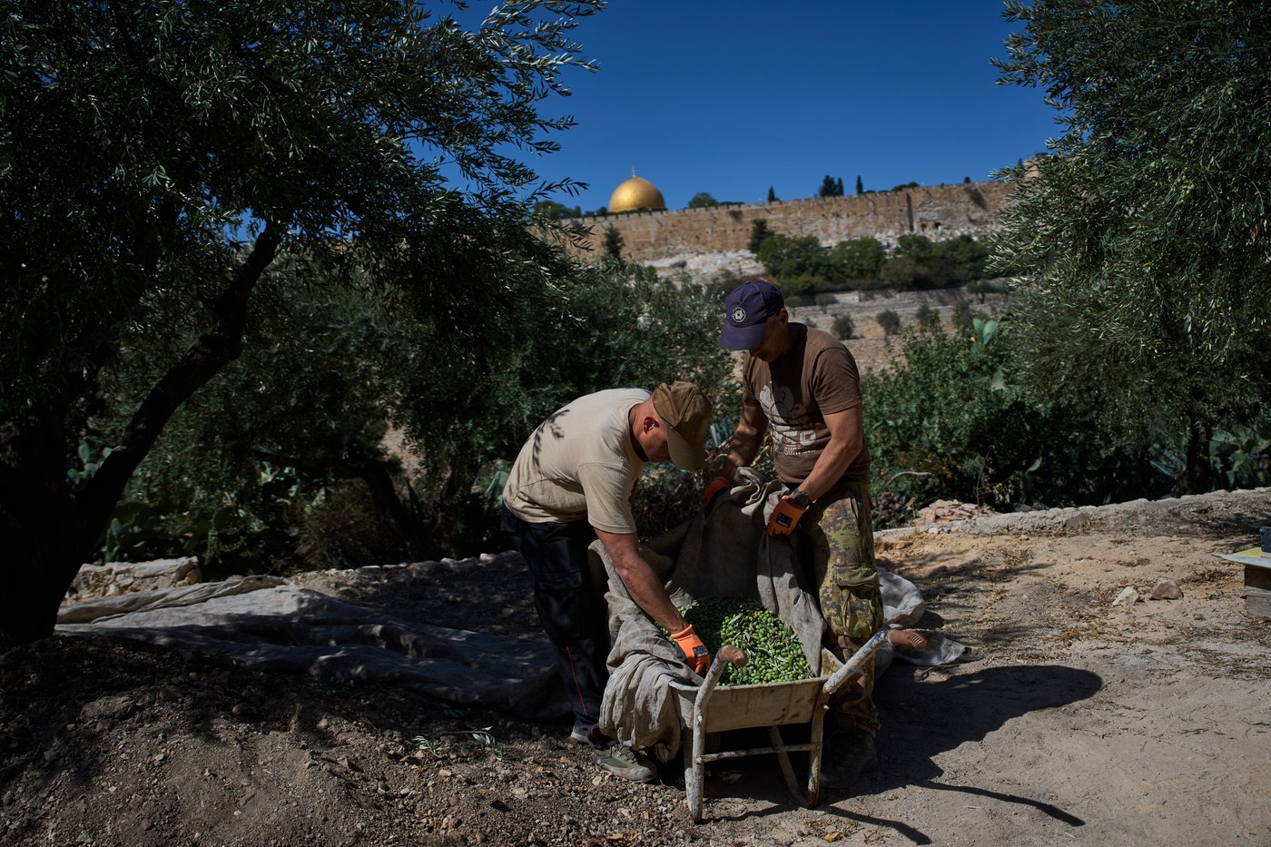 On Mount of Olives where Jesus prayed, monks and nuns keep harvesting olives | iNFOnews.ca