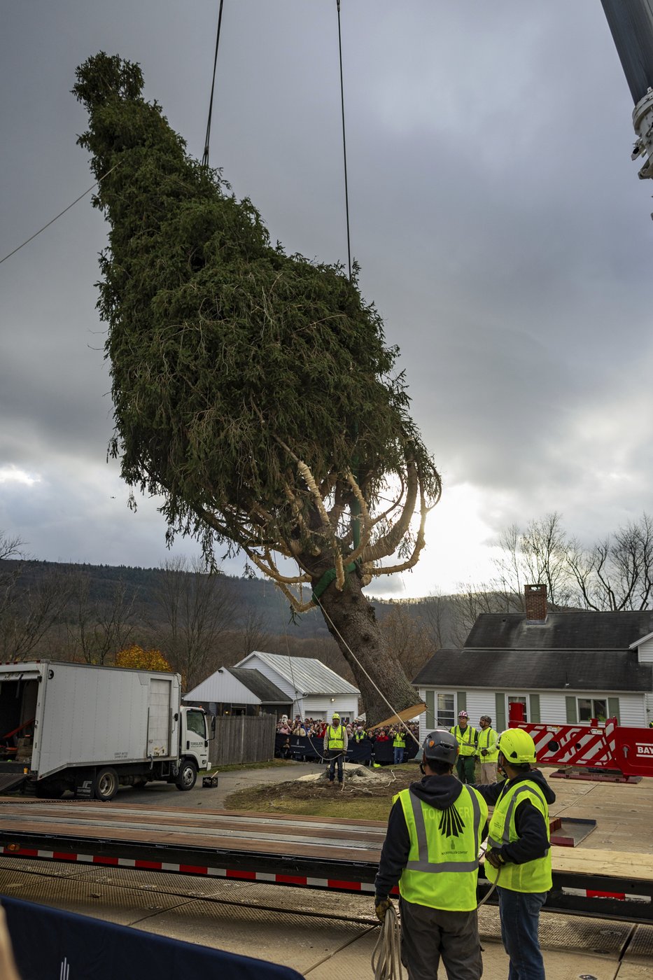 A green giant: This year's 74-foot Rockefeller Center Christmas tree is en route from Massachusetts | iNFOnews.ca