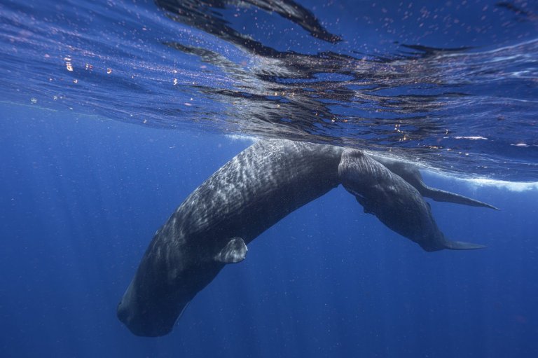 One of three beached sperm whales in P.E.I. dead; condition of another unknown | iNFOnews.ca