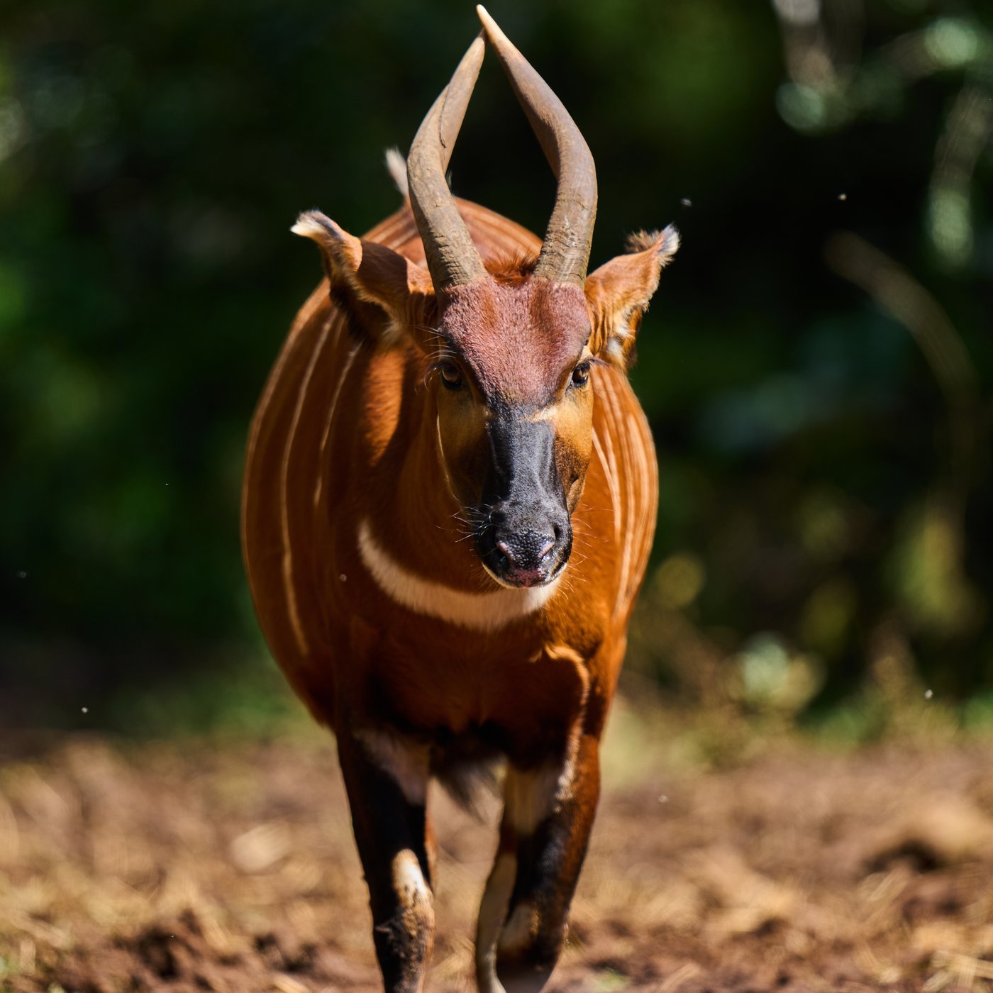'Ghost of the forest' returns to Kenya as conservationists reintroduce rare antelope into the wild | iNFOnews.ca