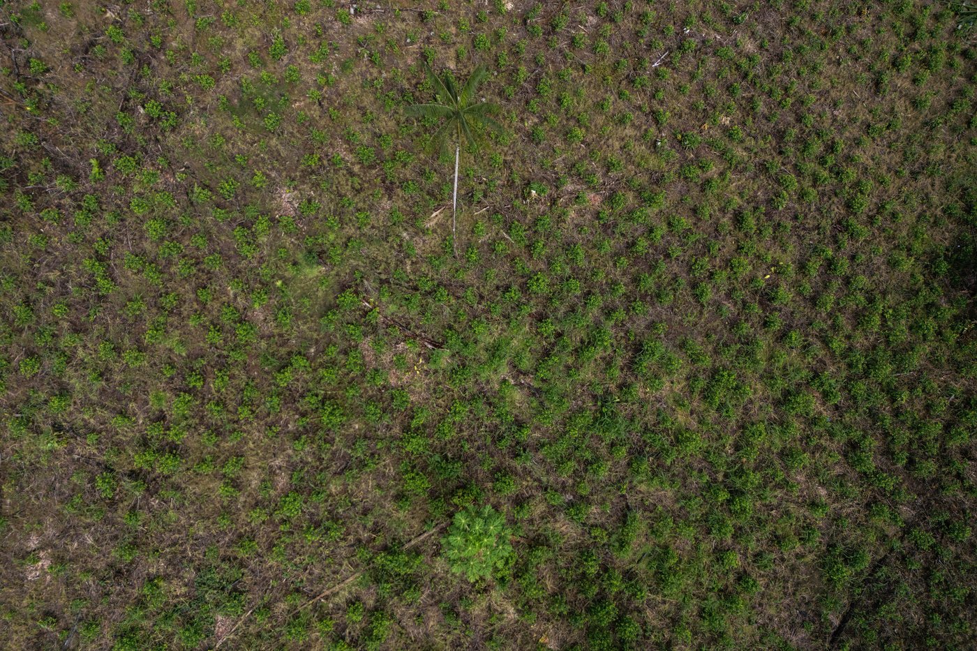 US lawmakers urge Trump administration to oppose Colombia's Amazon aerial spraying plans | iNFOnews.ca