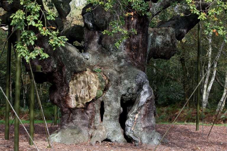An ancient oak tree said to have sheltered legendary Robin Hood has died | iNFOnews.ca