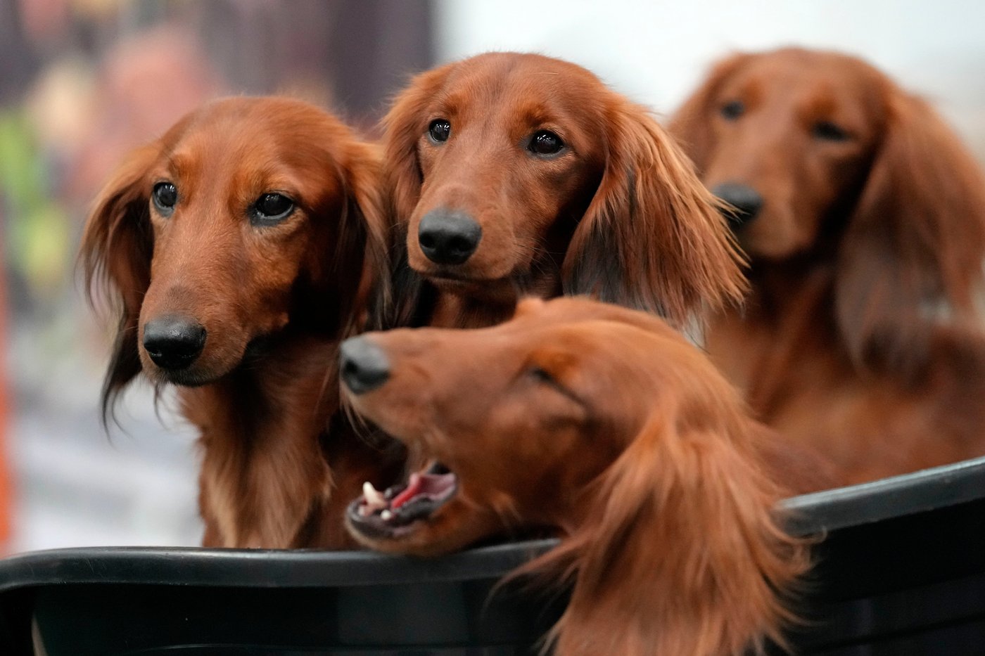 French bulldog frenzy may be cooling in US, but dachshunds are riding high | iNFOnews.ca French bulldog frenzy may be cooling in US, but dachshunds are riding high | iNFOnews.ca