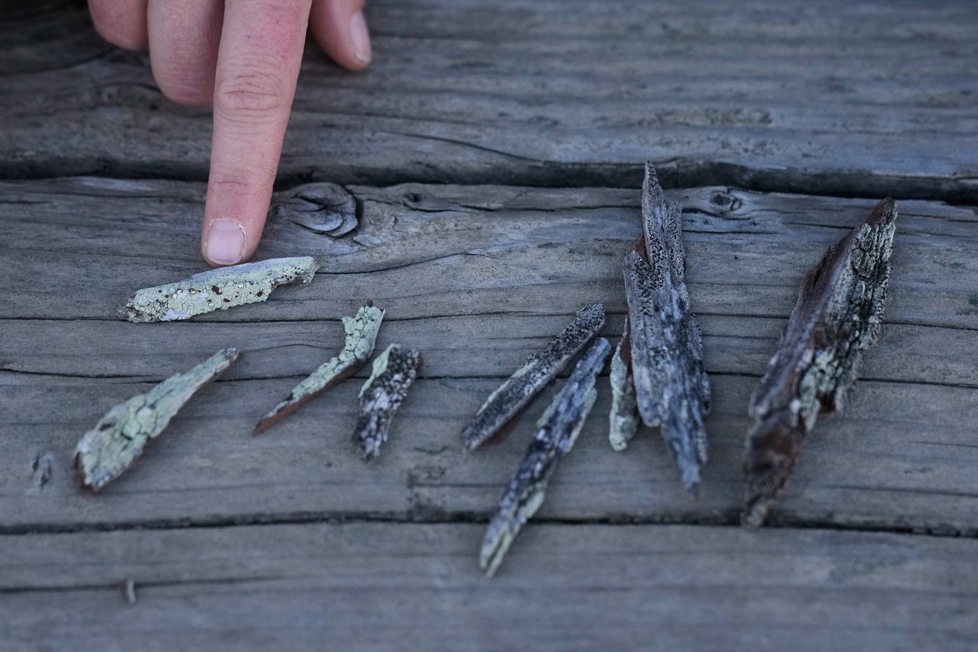 To aficionados, fungi are freaky, mystical and overlooked. They're helping scientists learn more | iNFOnews.ca