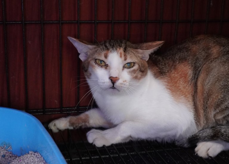 Vietnamese police arrest 12 suspected of prowling city streets at night, snatching cats for meat | iNFOnews.ca