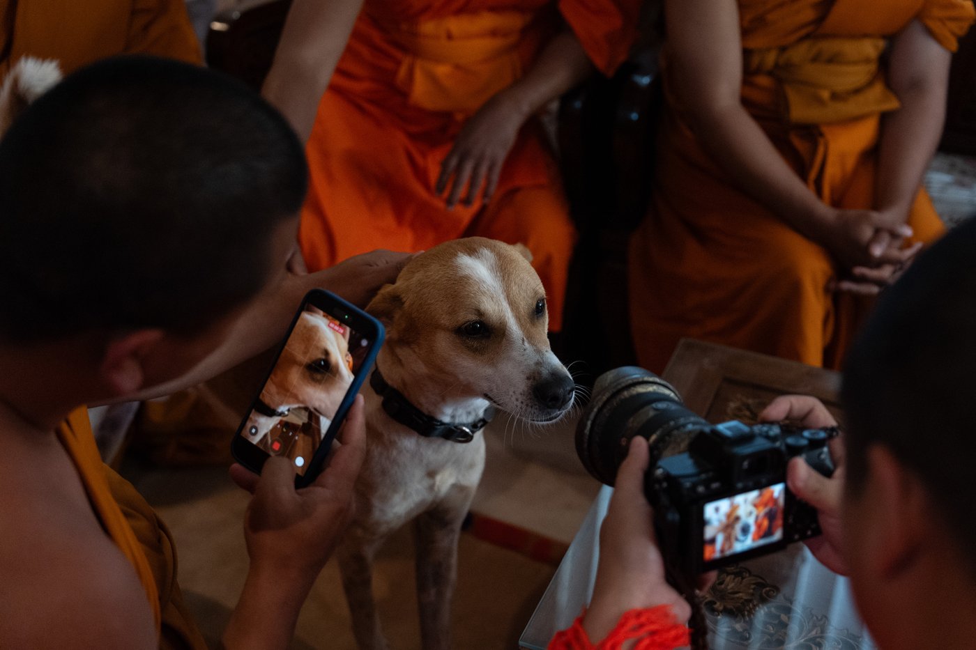How a 2,300-mile Walk for Peace thrust a Texas monk and his rescue dog into the spotlight | iNFOnews.ca How a 2,300-mile Walk for Peace thrust a Texas monk and his rescue dog into the spotlight | iNFOnews.ca