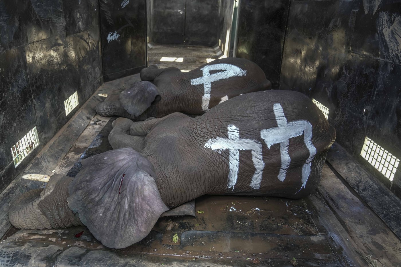 Kenya moves 50 elephants to a larger park, says it's a sign poaching is low | iNFOnews.ca Kenya moves 50 elephants to a larger park, says it's a sign poaching is low | iNFOnews.ca