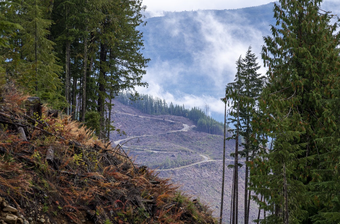 Document reveals approval to harvest remnant old-growth in B.C.'s northwest | iNFOnews.ca Document reveals approval to harvest remnant old-growth in B.C.'s northwest | iNFOnews.ca