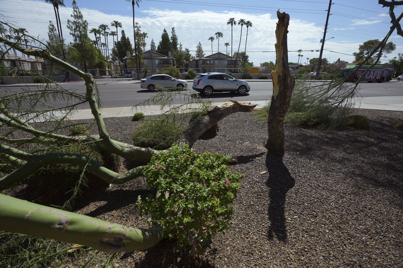 After fearsome dust storm rips Phoenix area, trees cleaned up and power restored | iNFOnews.ca