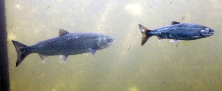 B.C. issues protection order for Salmon River watershed as fish spawn | iNFOnews.ca