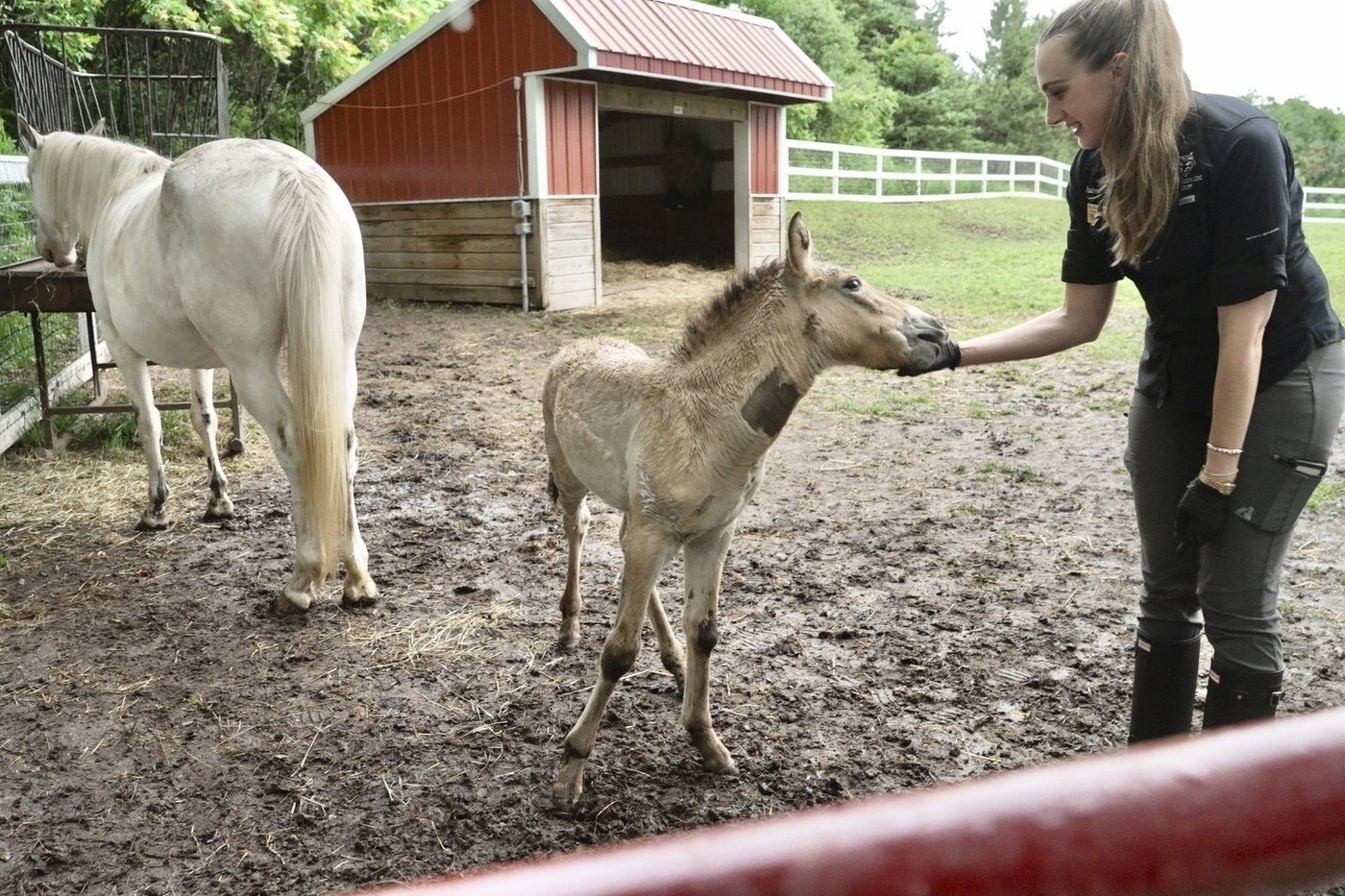 Rejected by his mother, a rare wild Asian horse foal finds a new mom in a grieving domestic mare | iNFOnews.ca Rejected by his mother, a rare wild Asian horse foal finds a new mom in a grieving domestic mare | iNFOnews.ca