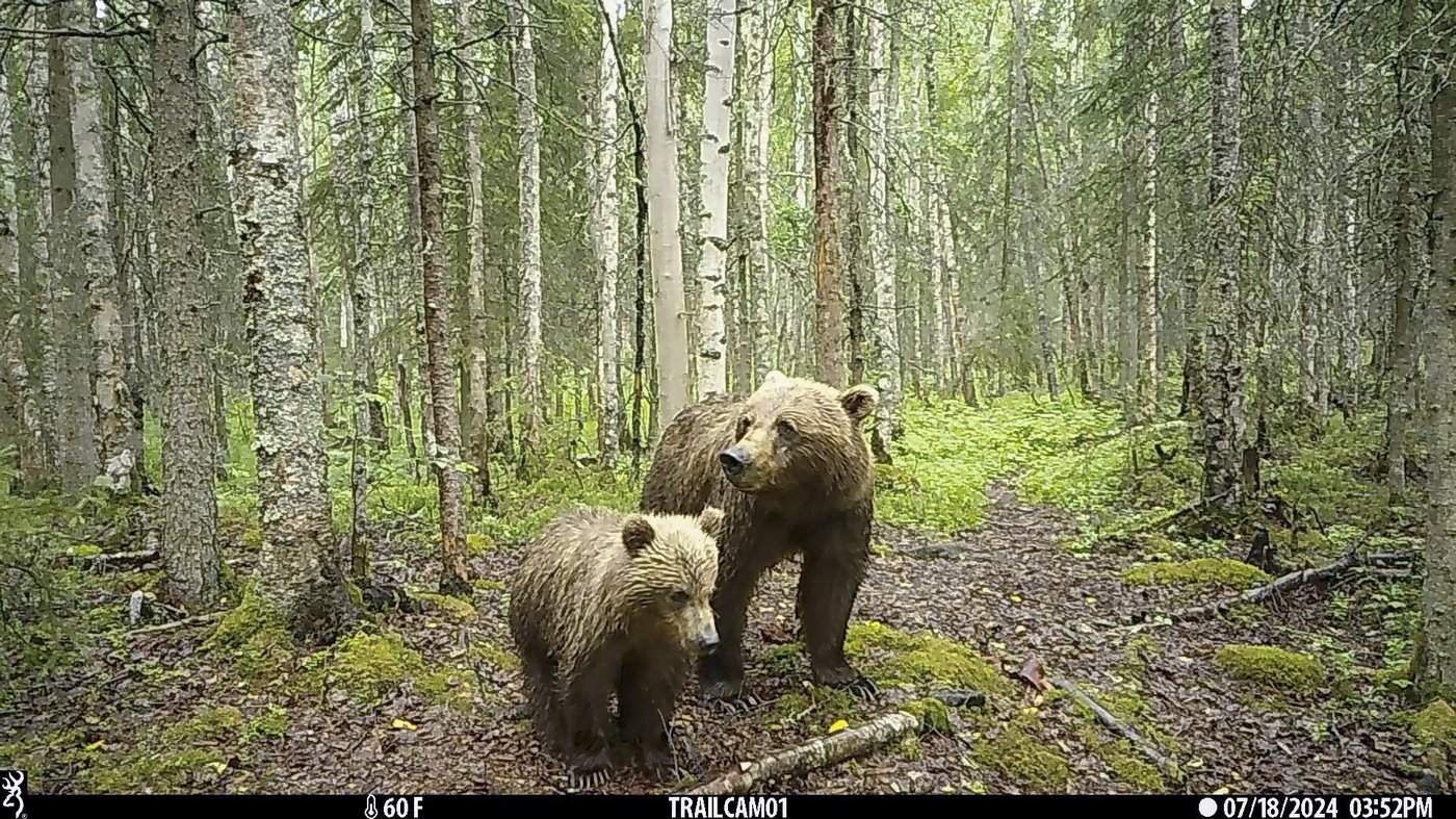 It's not just Fat Bear Week in Alaska. Trail cameras are also capturing wolves, moose and more | iNFOnews.ca It's not just Fat Bear Week in Alaska. Trail cameras are also capturing wolves, moose and more | iNFOnews.ca