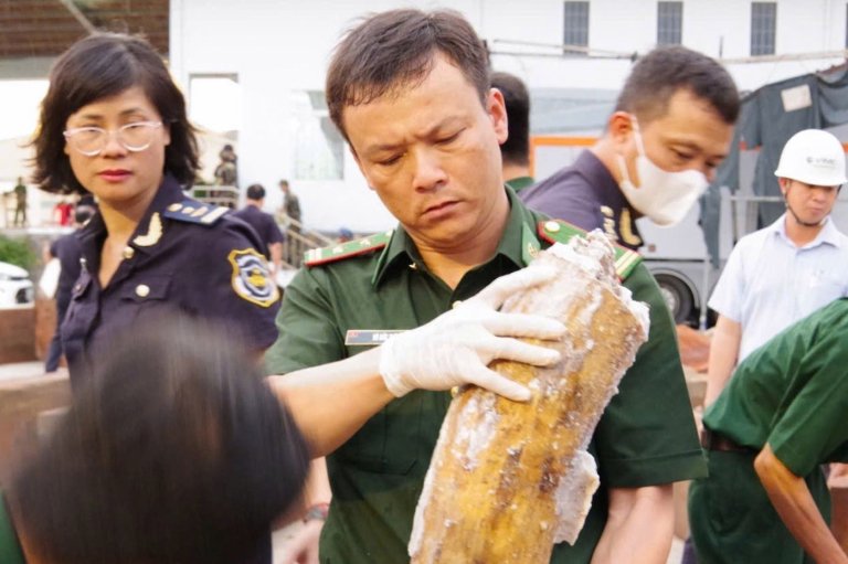 Authorities in Vietnam discover more than a ton of concealed ivory illegally shipped from Africa | iNFOnews.ca