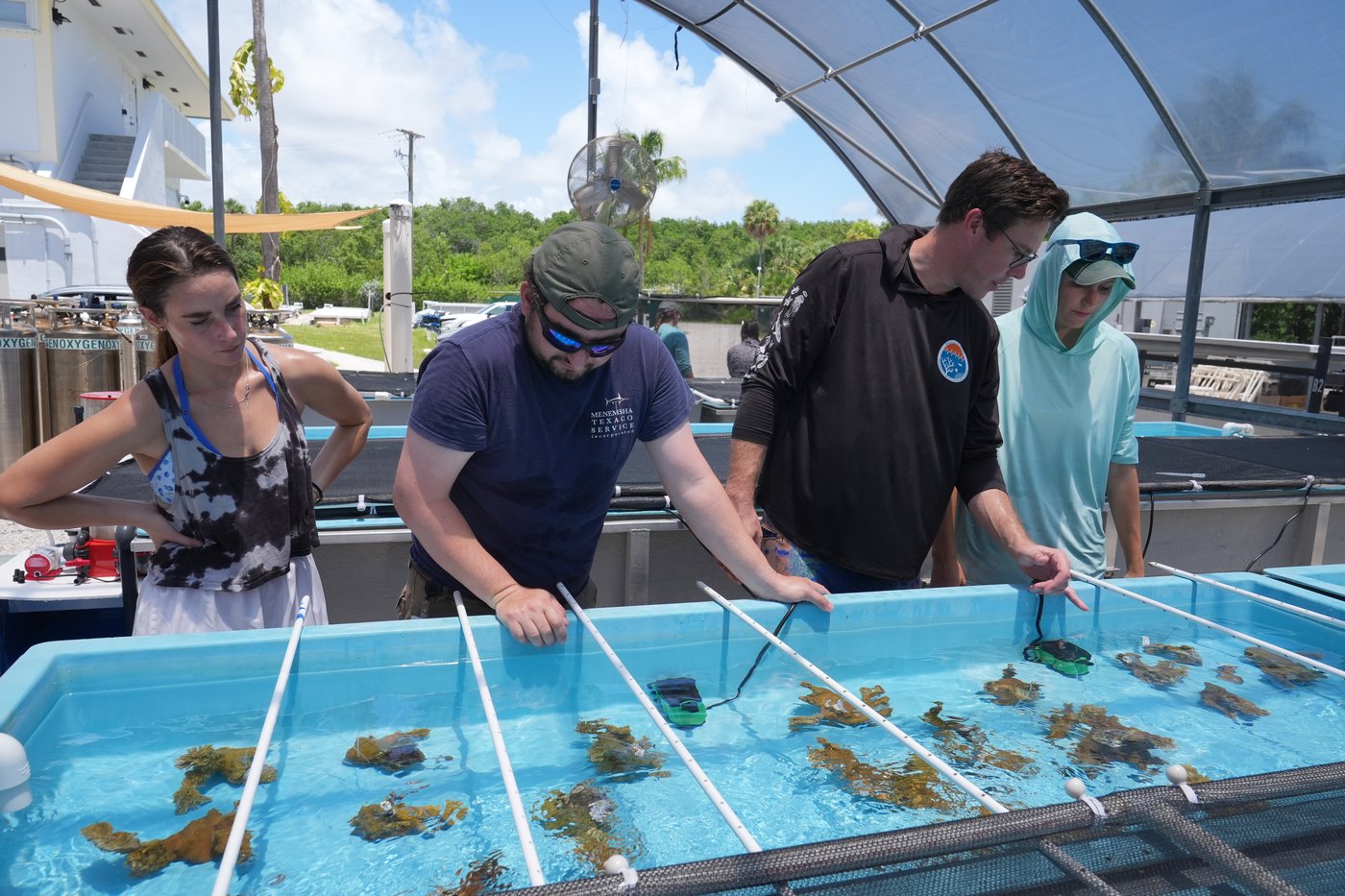 Florida researchers bring endangered elkhorn coral ashore to protect them | iNFOnews.ca