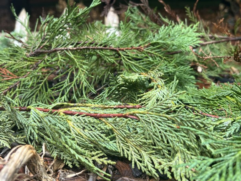 Christmas is over, but what to do with the tree? Here's some alternatives to the landfill | iNFOnews.ca