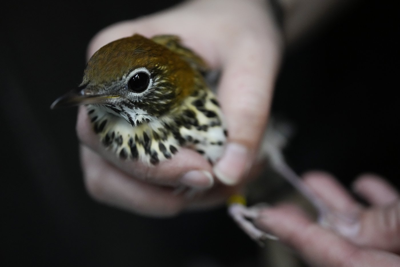 Avian enthusiasts try to counter the deadly risk of Chicago high-rises for migrating birds | iNFOnews.ca
