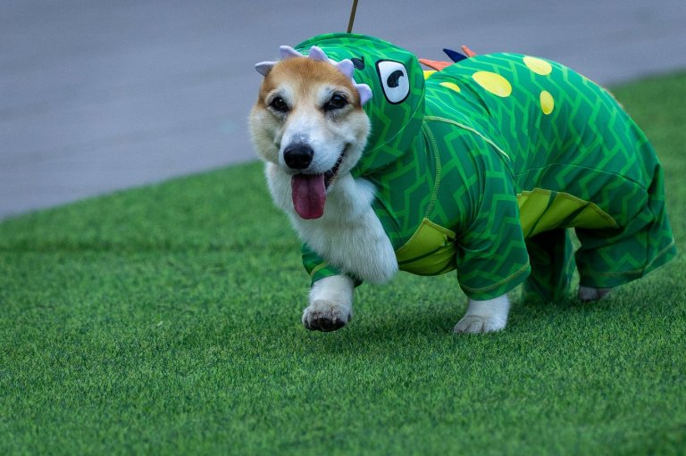 Corgis race, bark and sniff their way to glory at a growing international race | iNFOnews.ca