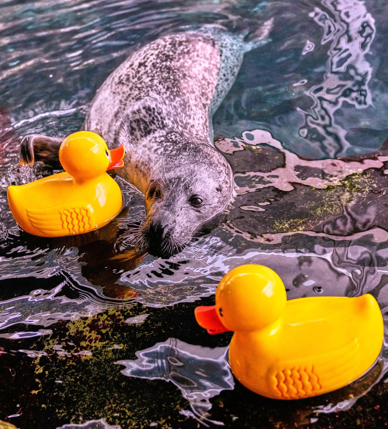 Reggae the seal uses rubber ducks for daily enrichment training at Boston aquarium | iNFOnews.ca Reggae the seal uses rubber ducks for daily enrichment training at Boston aquarium | iNFOnews.ca